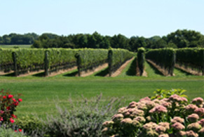 Clovis Point Vineyard in summer